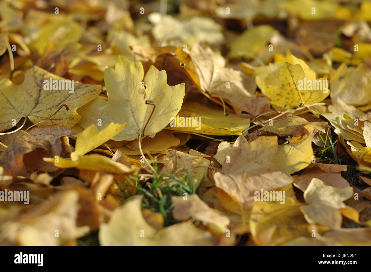 Feuilles à l'automne Banque D'Images