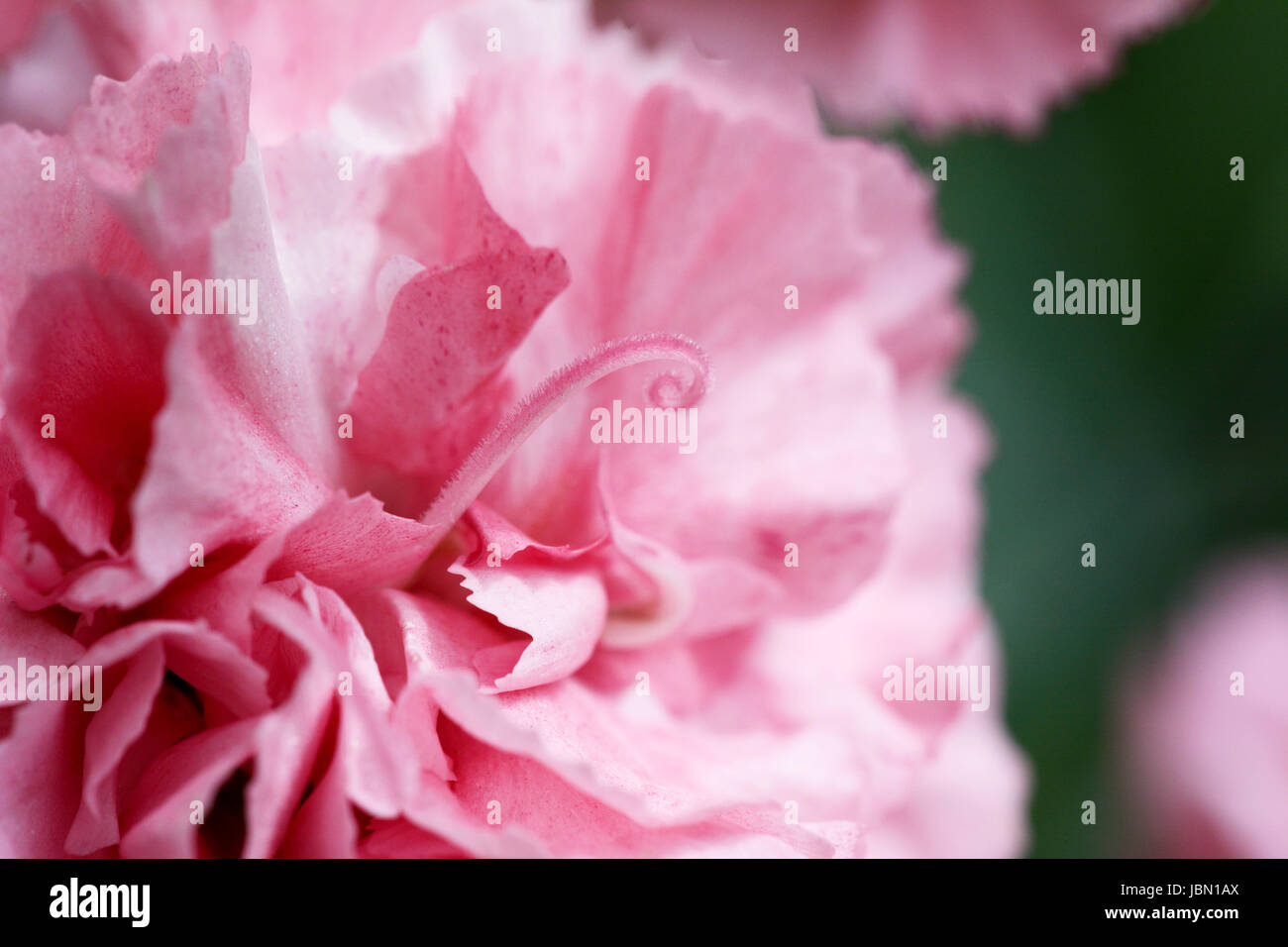 Résumé de macro pétales d'oeillet rose pâle avec une saillie de l'étamine de curling Banque D'Images