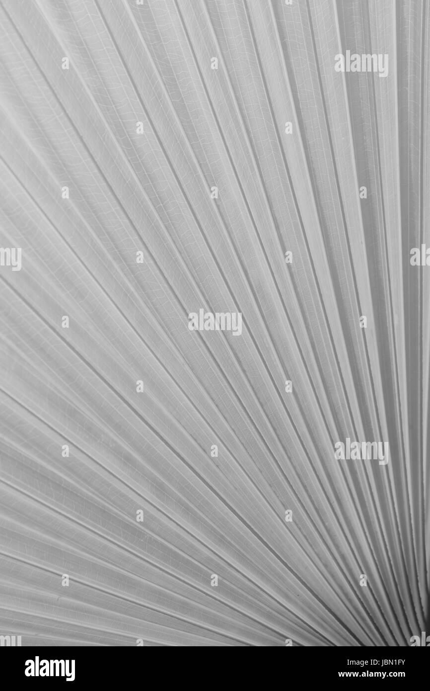 Sugar Palm Leaf, la texture de la feuille de palmier vert sur softlight monochrome Banque D'Images
