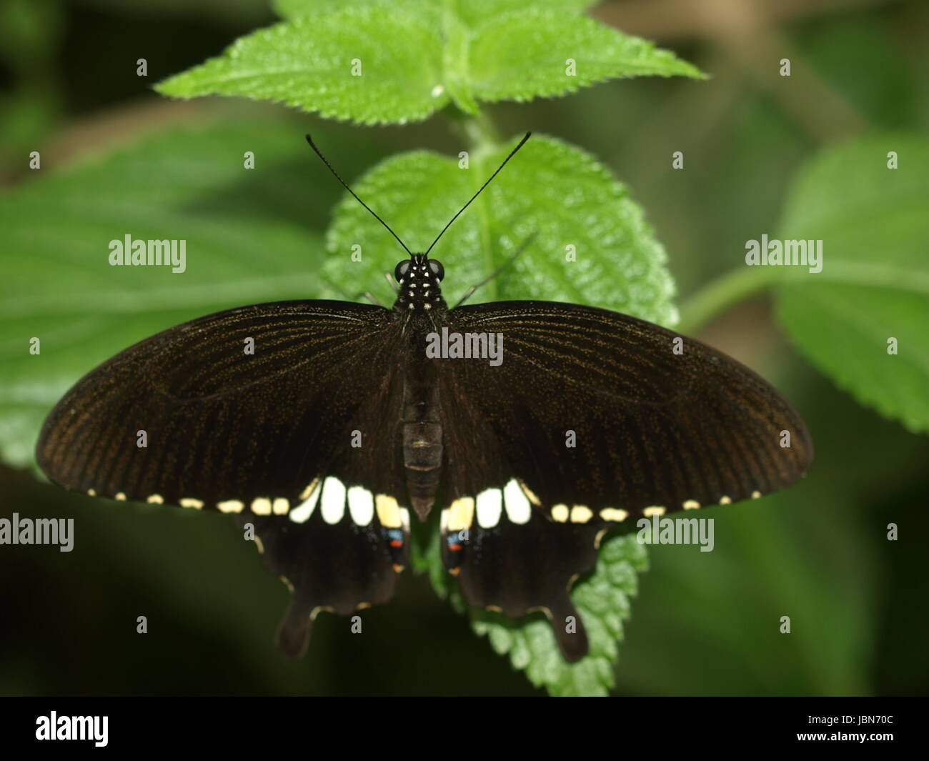 L schmetterlinge edelfalter Banque D'Images