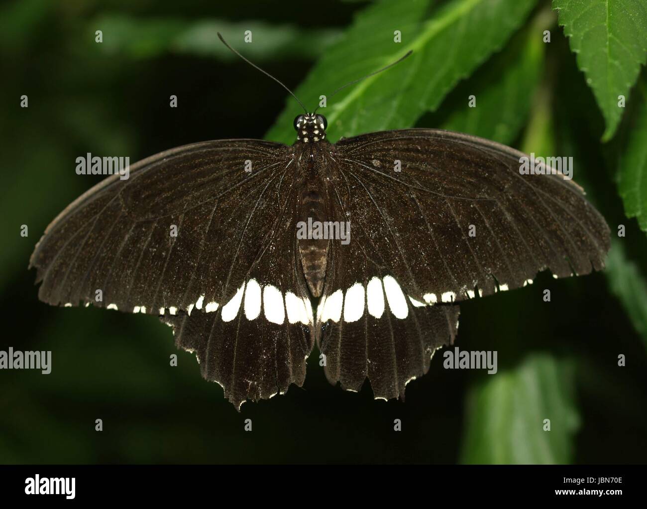 L schmetterlinge edelfalter Banque D'Images