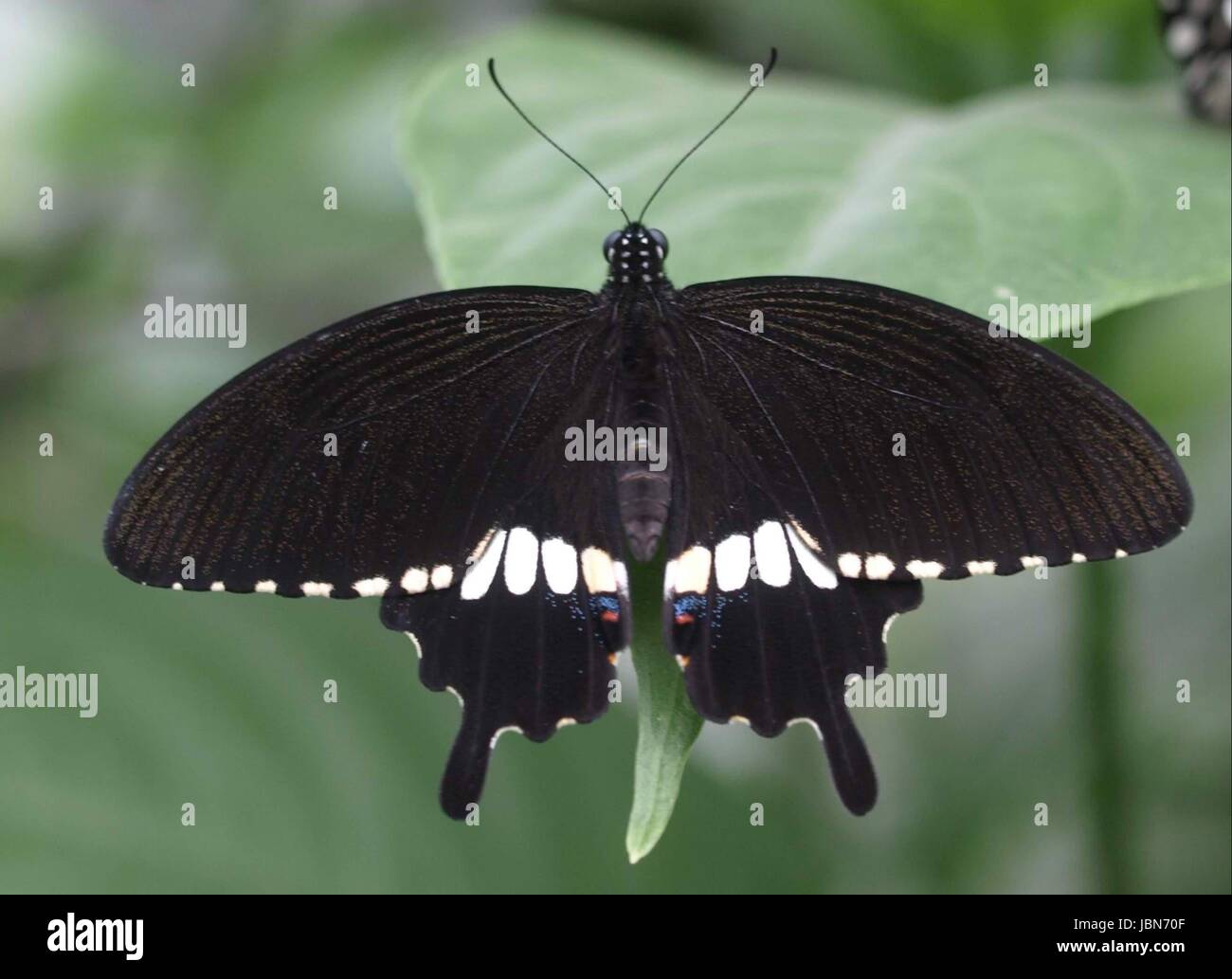 L schmetterlinge edelfalter Banque D'Images