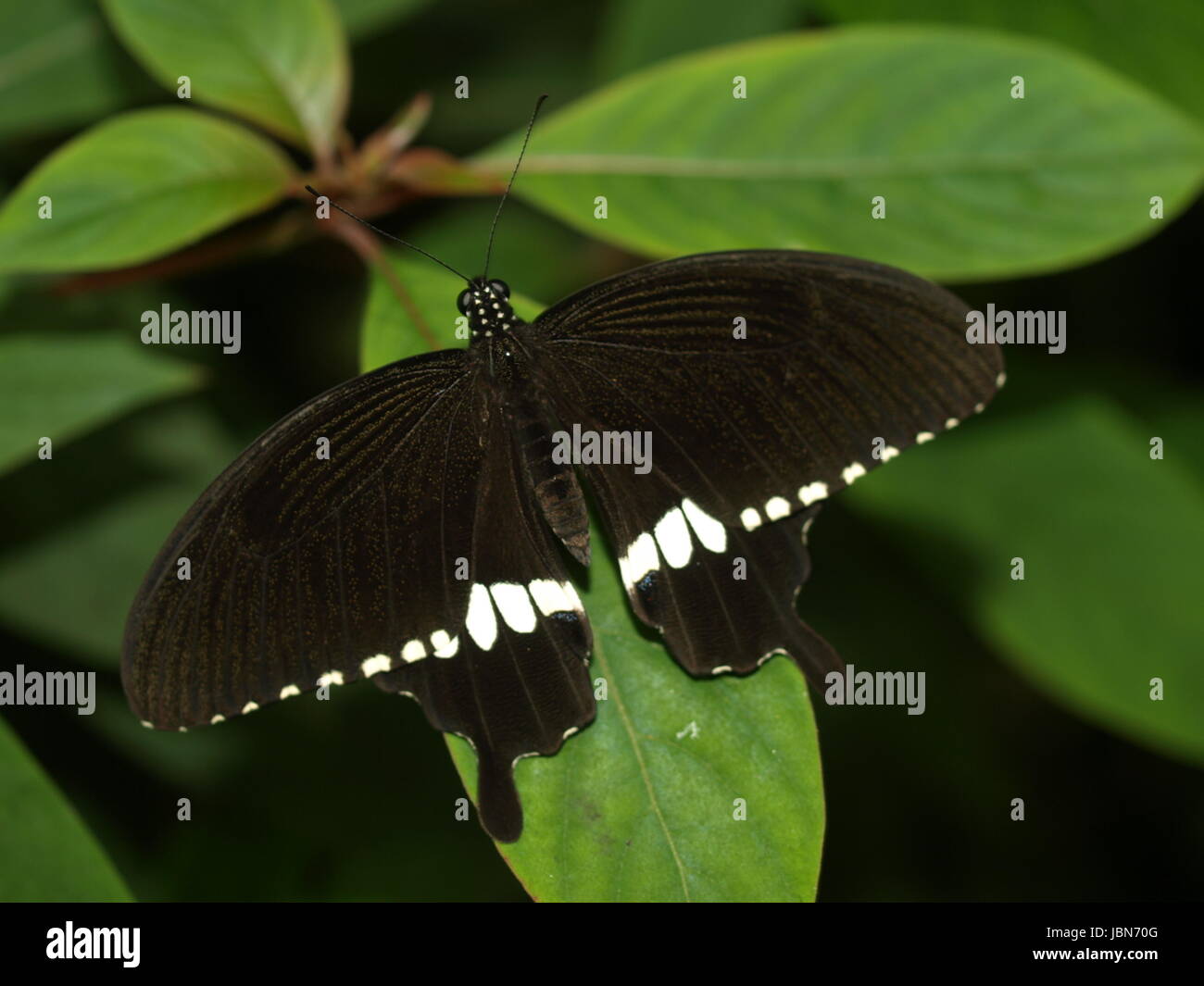 L schmetterlinge insecta Banque D'Images