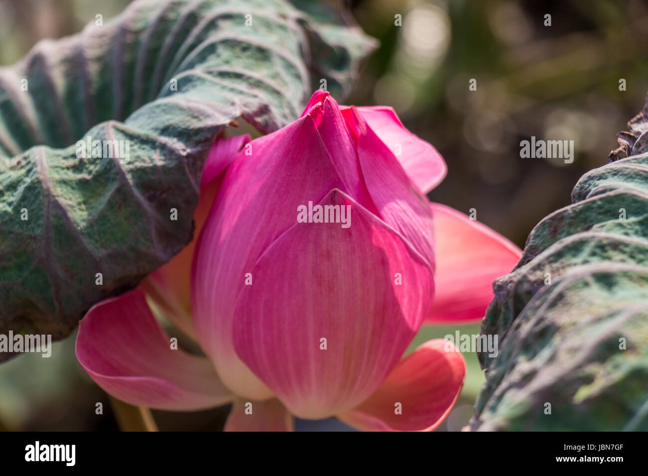 Lilie Seerose mit einer grosse Knospe Zierpflanze im Sommer im Freien Banque D'Images