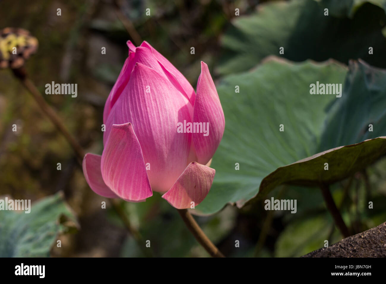 Lilie Seerose mit einer grosse Knospe Zierpflanze im Sommer im Freien Banque D'Images