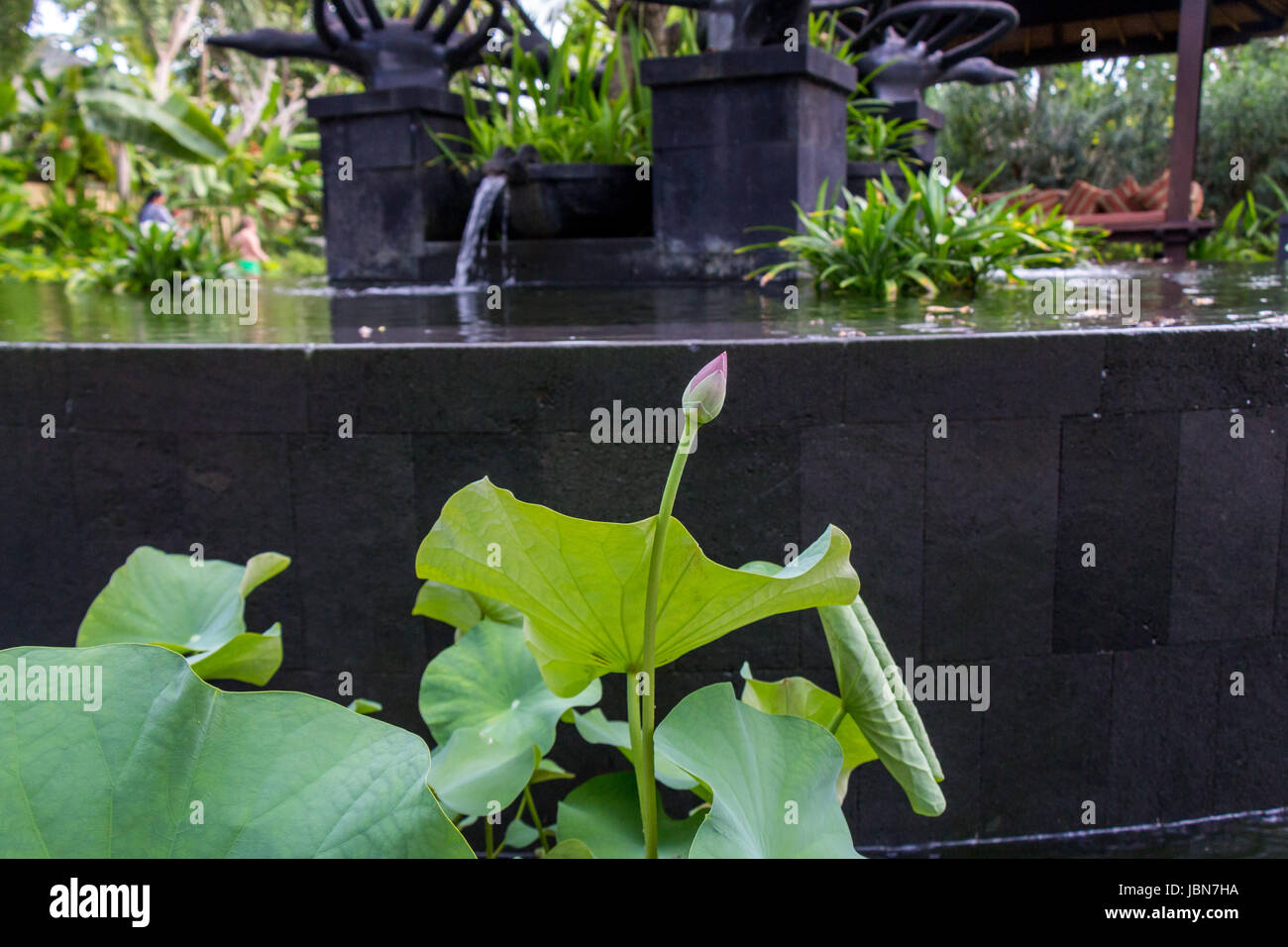 Schöne Seerosenblüte Wasserlilie einem als Nahaufnahme Seerosenteich Banque D'Images