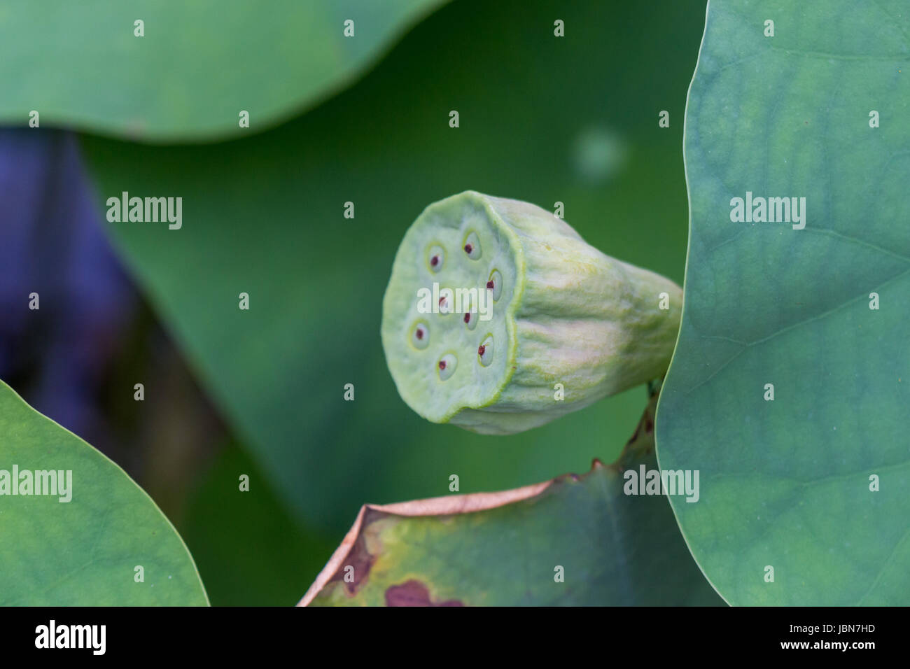 Schöne Seerosenblüte Wasserlilie einem als Nahaufnahme Seerosenteich Banque D'Images