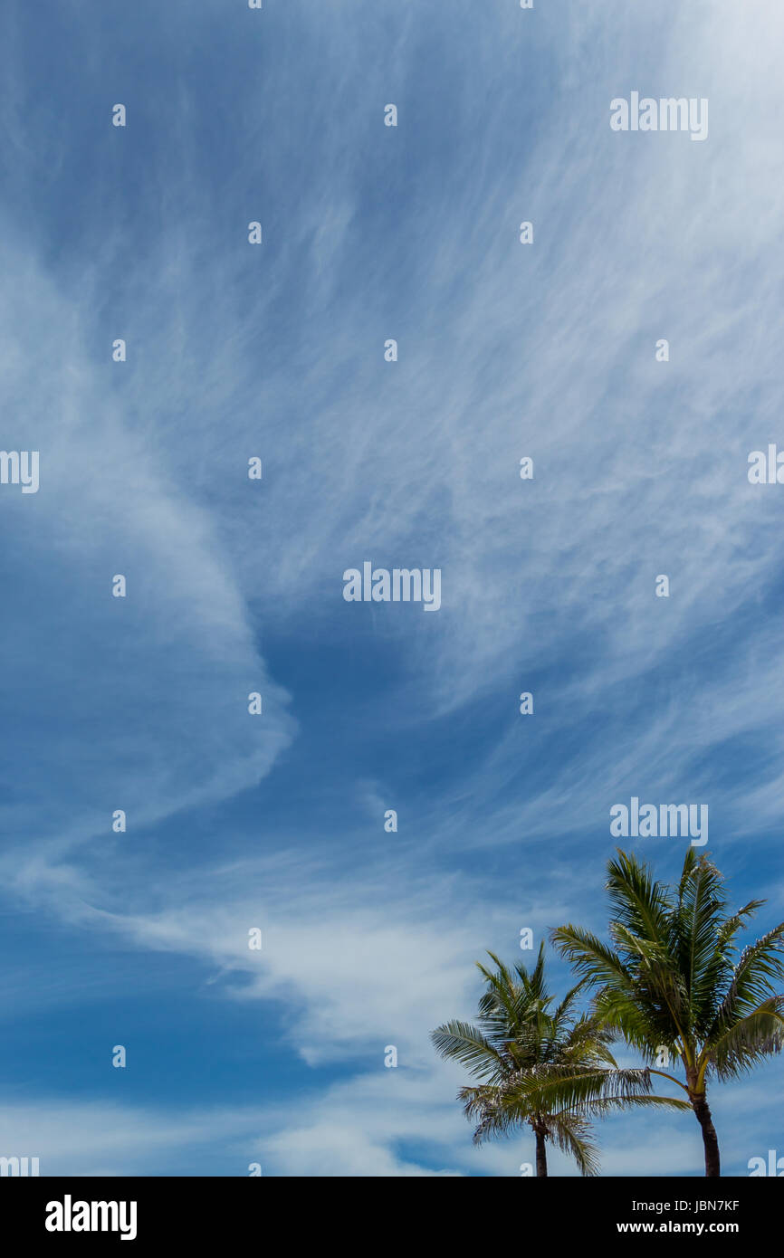 Grüne l Kokospalmen blauem vor auf Bali Himmel mit kleinen Wolken Banque D'Images