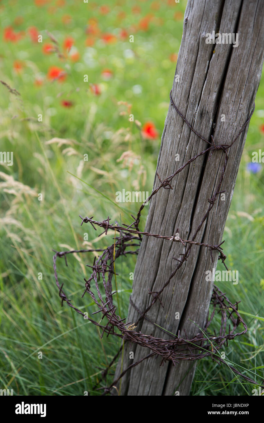 L'Fencepost- pavot rouge en fleurs et bourgeons cet accent pré vert. Une seule clôture poster enveloppés dans des fils barbelés est seul au milieu du terrain. Banque D'Images