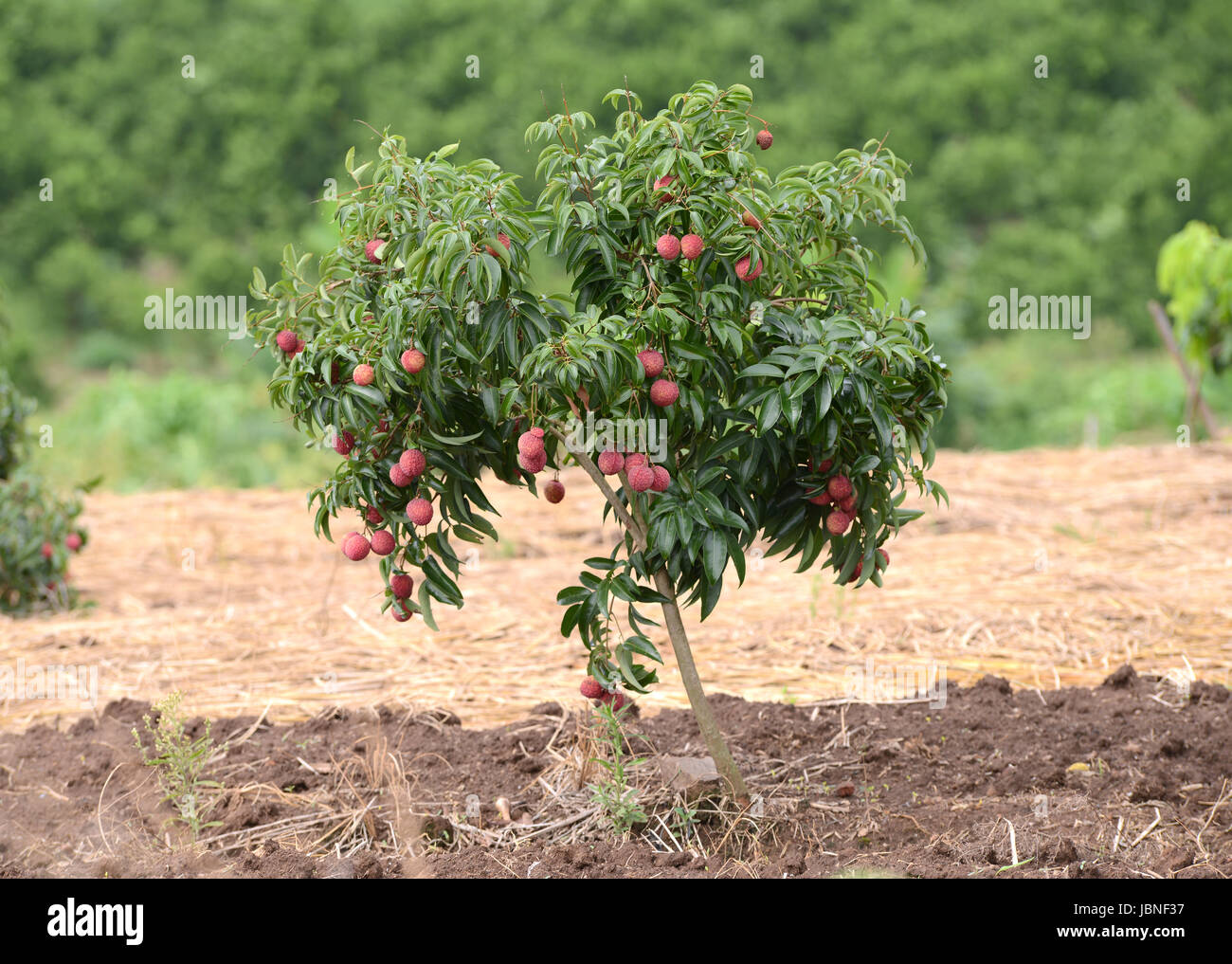 Lichi frais sur arbre dans lichi orchard Banque D'Images