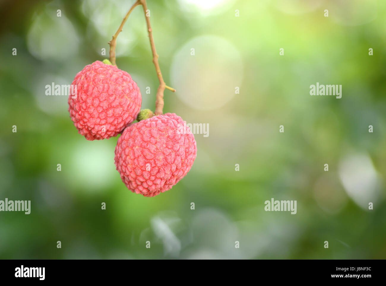 Lichi frais sur arbre dans lichi orchard Banque D'Images