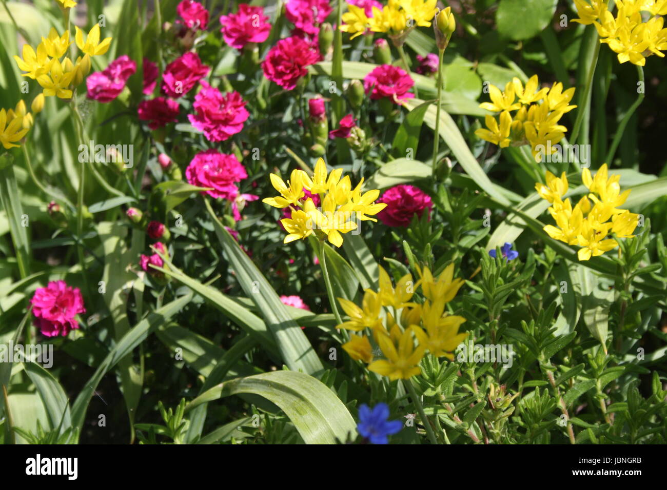 Fleurs d'été colorés Banque D'Images