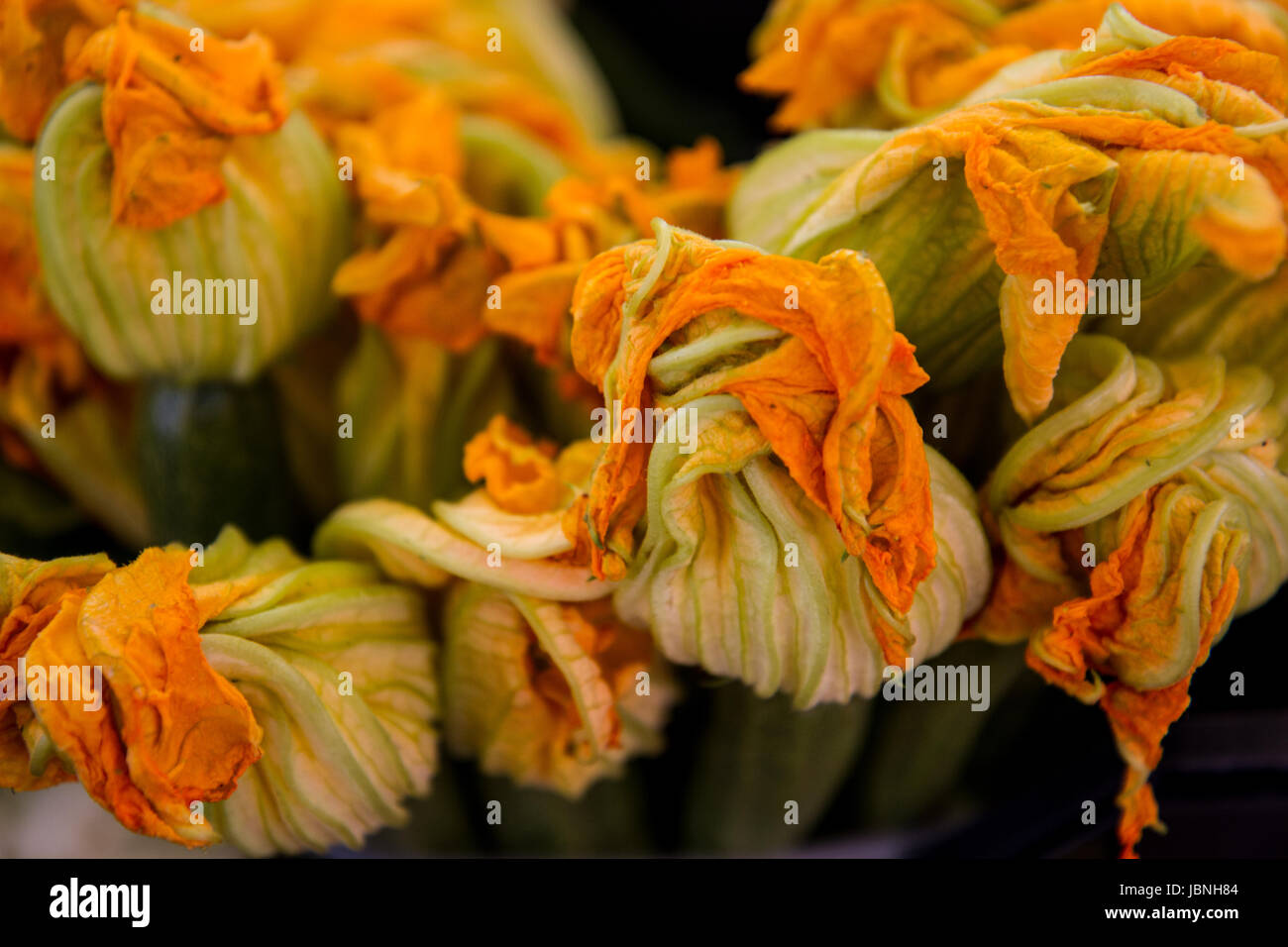 Fleurs de courgettes- nouvelle, grande, luxuriante et colorée de fleurs de courgettes au marché de Venise, Italie sont vendus comme aliments. Banque D'Images