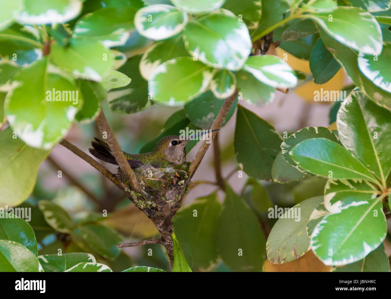 Hummingbird pose sur ses oeufs dans le nid entouré de feuilles vertes. Banque D'Images