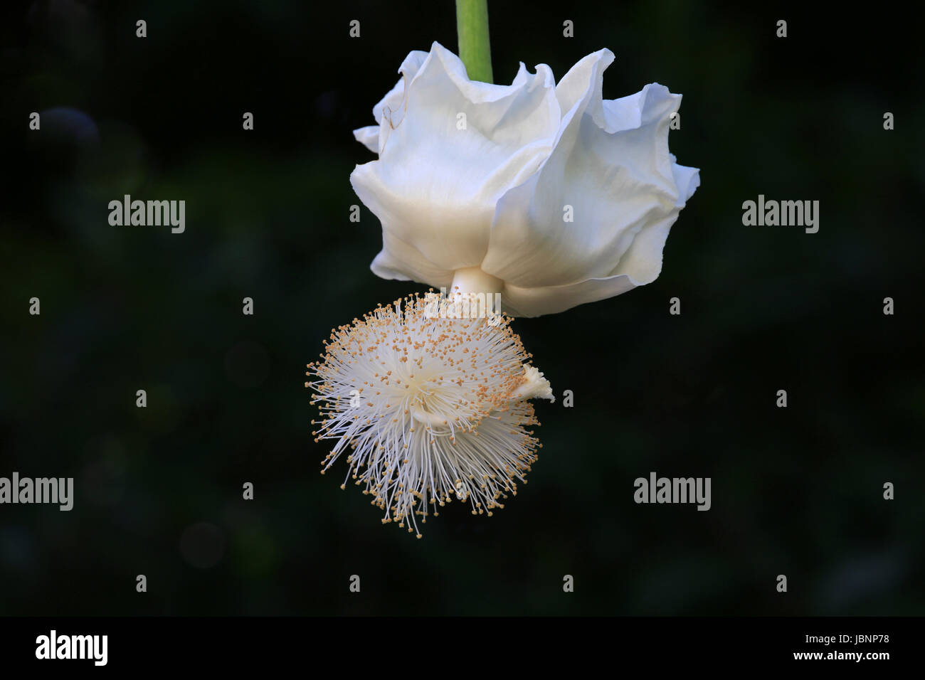 Fleur de baobab au lever du soleil Banque D'Images