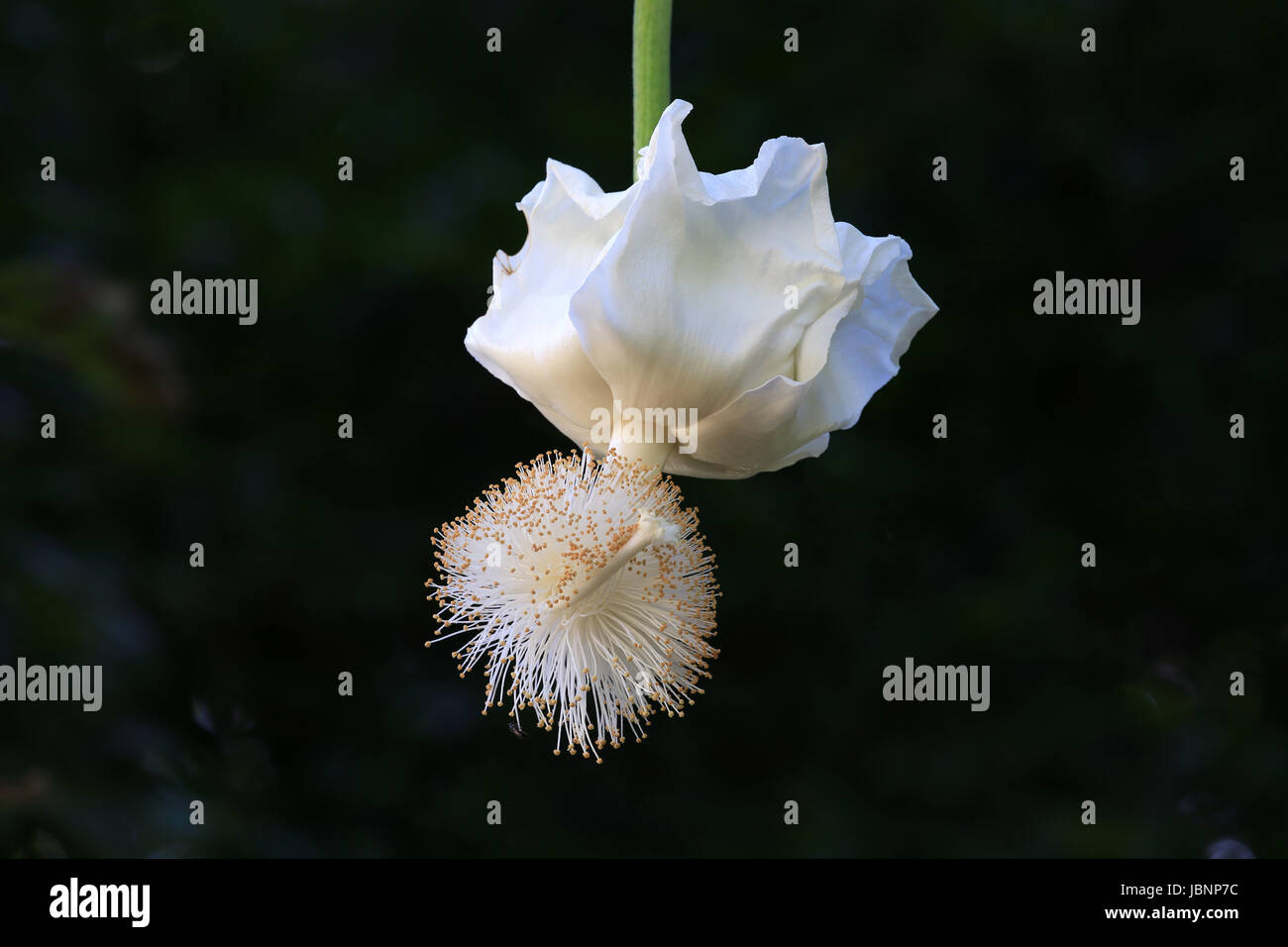 Fleur de baobab au lever du soleil Banque D'Images