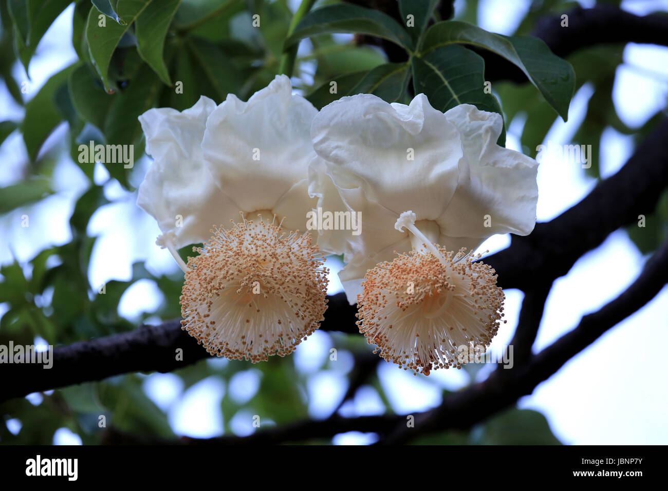 Fleurs de baobab au lever du soleil Banque D'Images