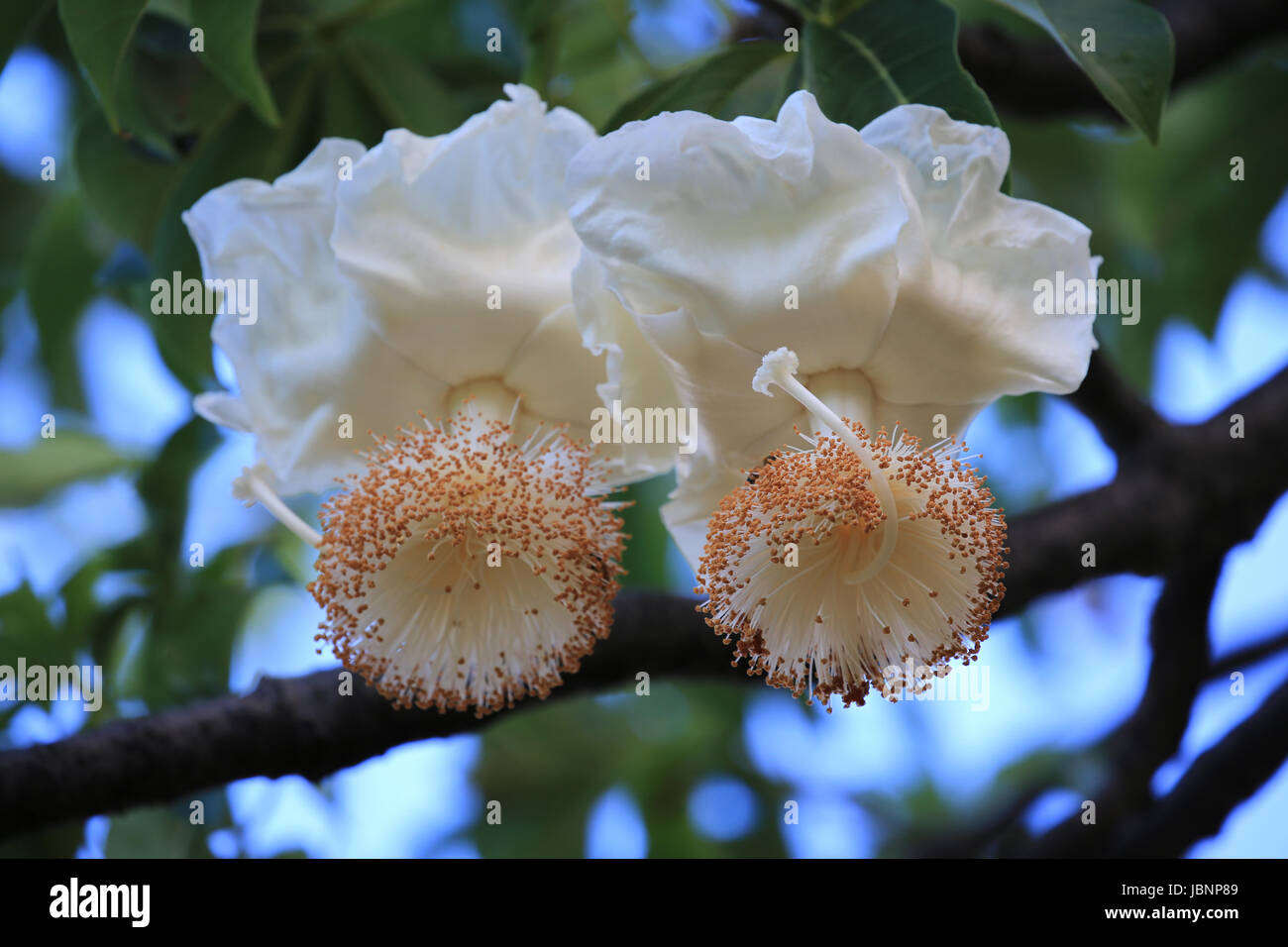 Fleurs de baobab au lever du soleil Banque D'Images