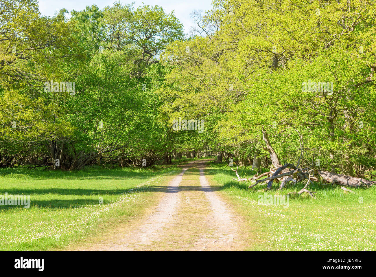 Route de campagne qui mène dans la forêt verte, pliant légèrement comme il le fait. Ottenby situé en Suède. Banque D'Images