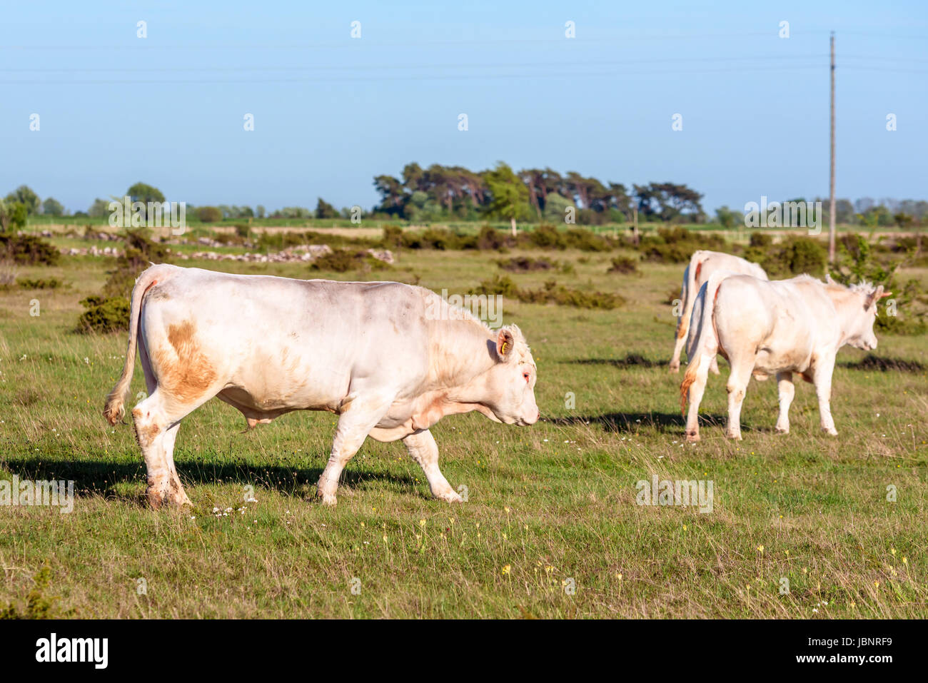 Beige doré steer marcher avec les génisses dans paysage stérile. Banque D'Images