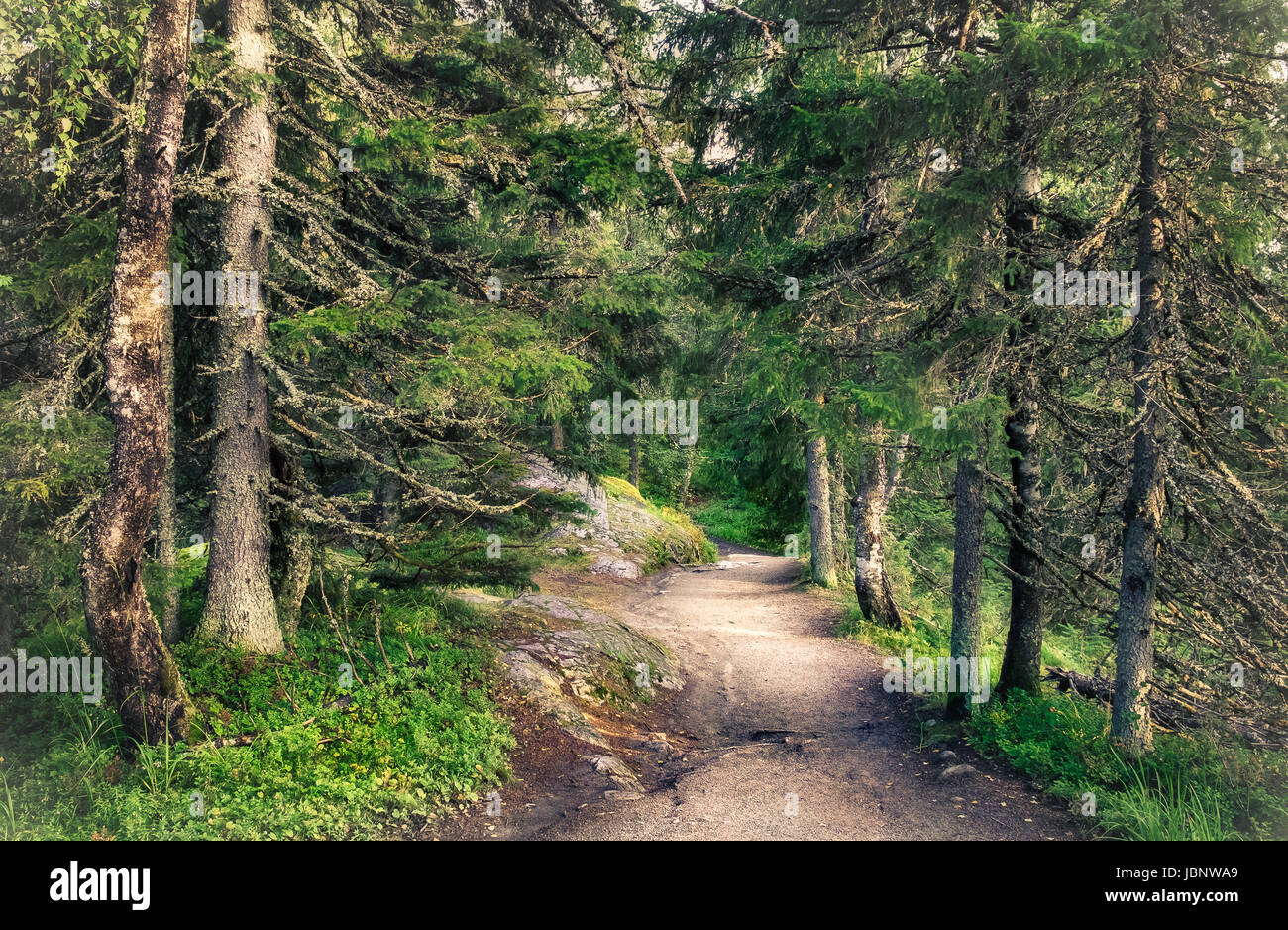Forêt vierge avec le chemin à journée d'été en Koli, parc national, Finlande Banque D'Images