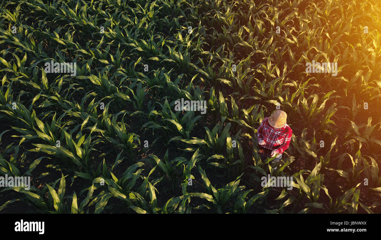 Vue aérienne de la productrice avec digital tablet computer agricoles cultivées en champ de maïs de la récolte de maïs, pov bourdon Banque D'Images