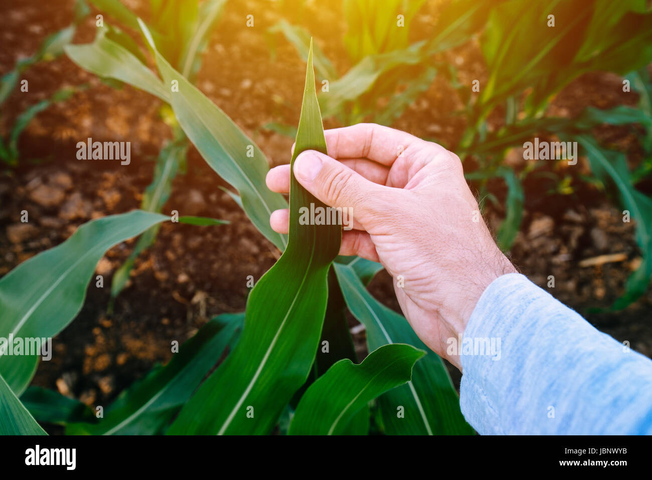 Récolte de maïs maïs d'Agronome en feuilles champ agricoles cultivées Banque D'Images