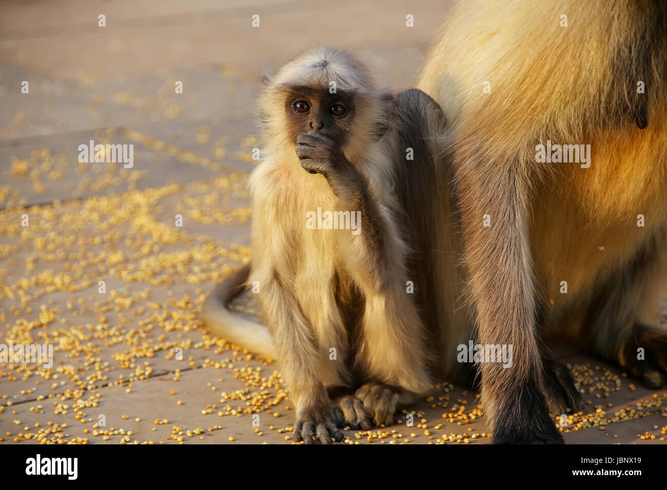 Entelle gris bébé assis par mère à Fort Amber, Jaipur, Rajasthan, Inde. Langurs gris sont les plus répandues de langurs de l'Asie du Sud. Banque D'Images