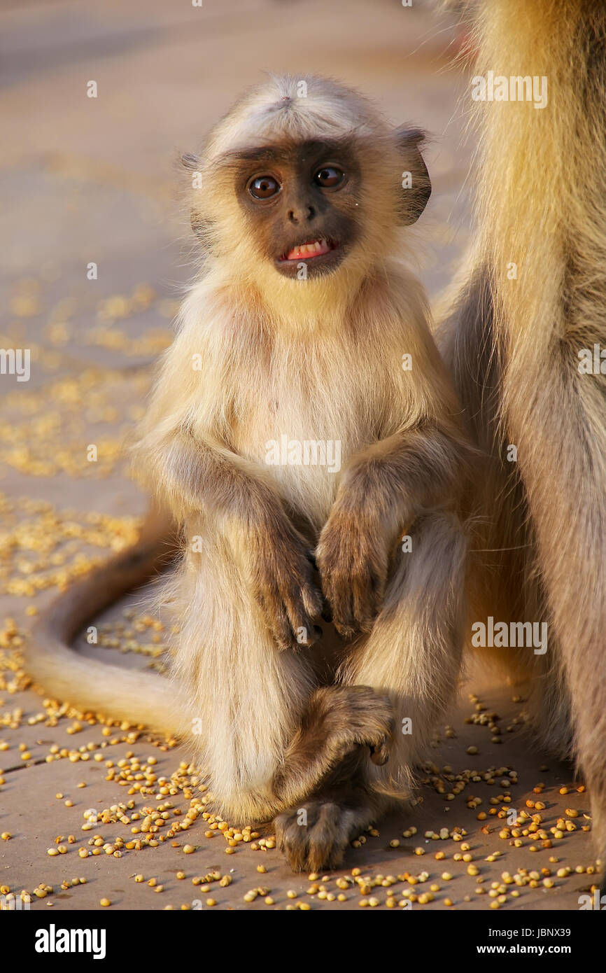 Entelle gris bébé assis dans l'Amber Fort près de Jaipur, Rajasthan, Inde. Langurs gris sont les plus répandues de langurs de l'Asie du Sud. Banque D'Images