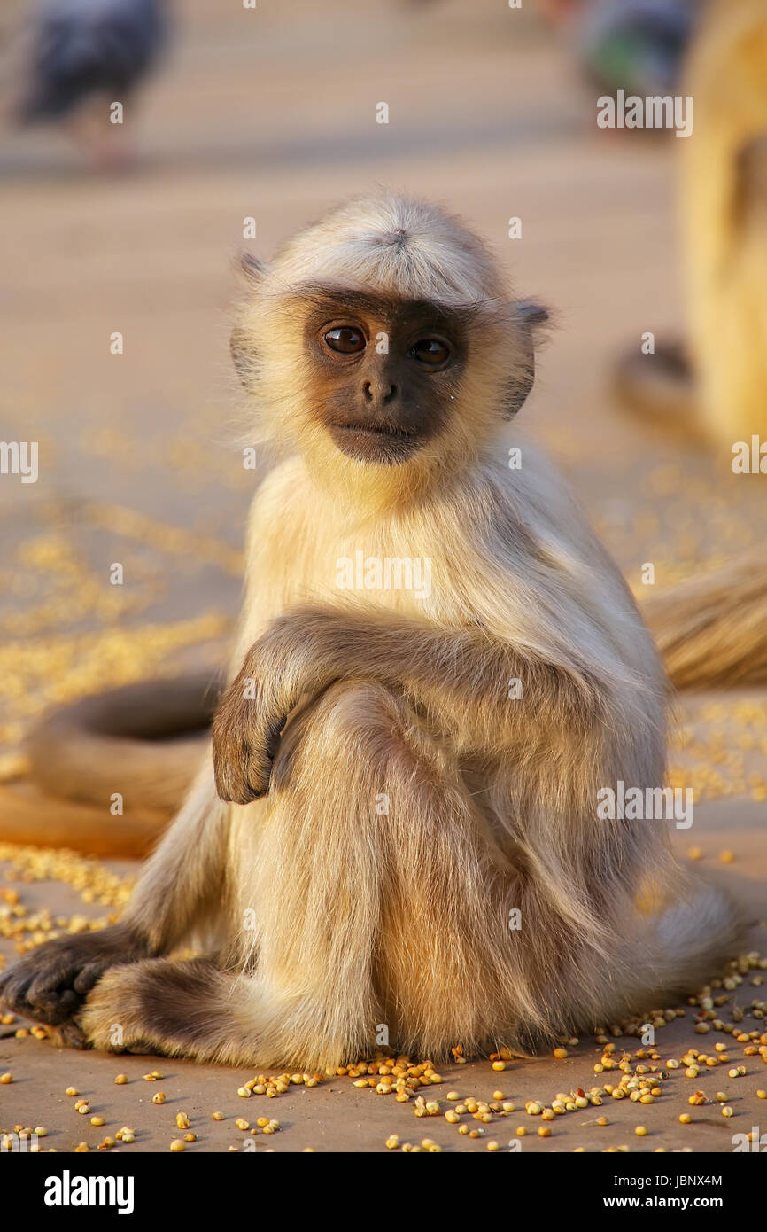 Entelle gris bébé assis dans l'Amber Fort près de Jaipur, Rajasthan, Inde. Langurs gris sont les plus répandues de langurs de l'Asie du Sud. Banque D'Images