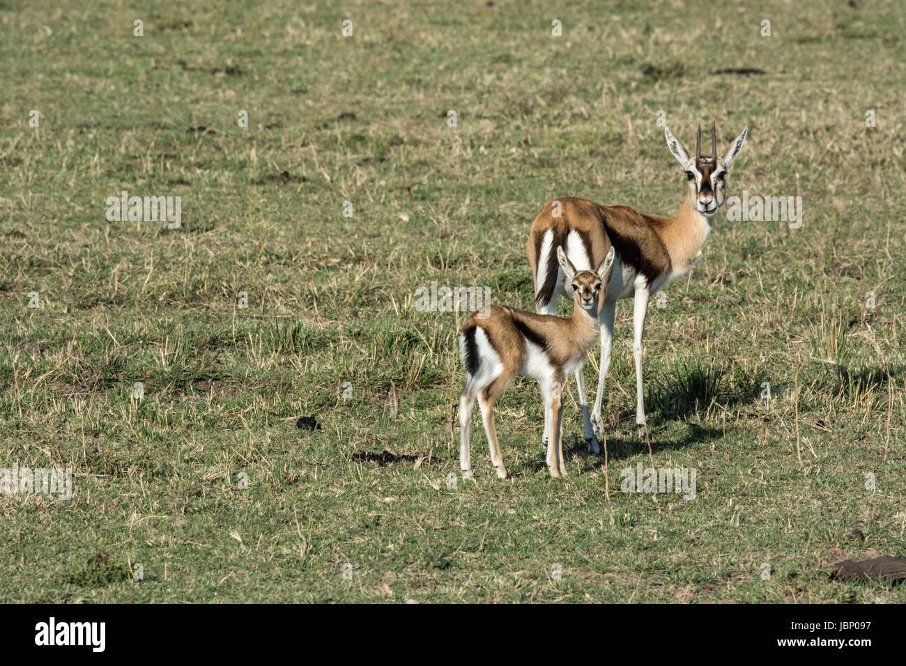 La gazelle de Thomson, Eudorcas thomsonii, mère et son petit faon, debout et regardant la caméra, Masai Mara National Reserve, Kenya, Afrique de l'Est Banque D'Images