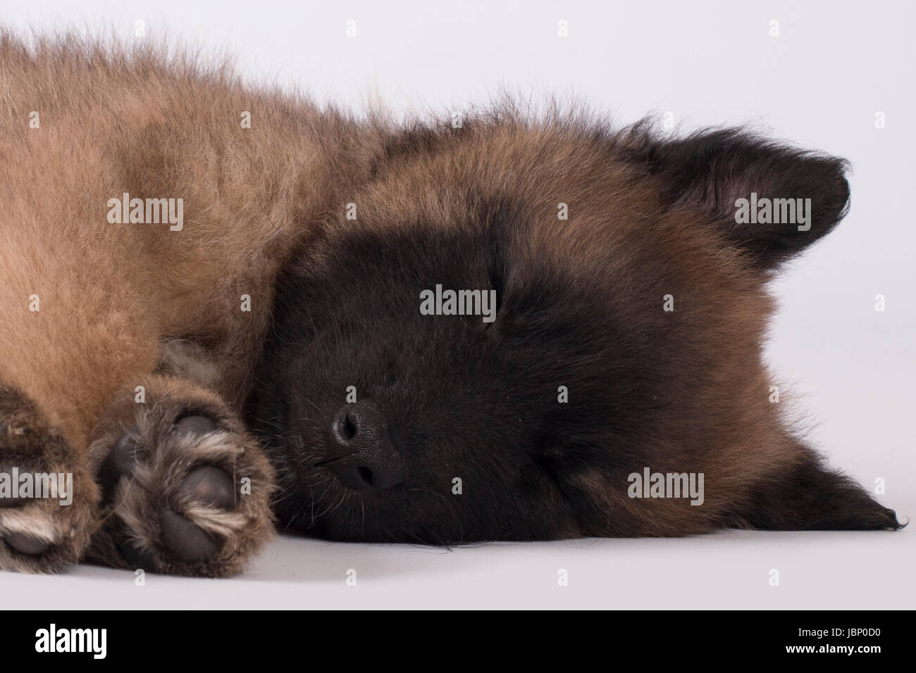 Chien, chiot Berger Belge Tervuren, dormir, close-up head Banque D'Images