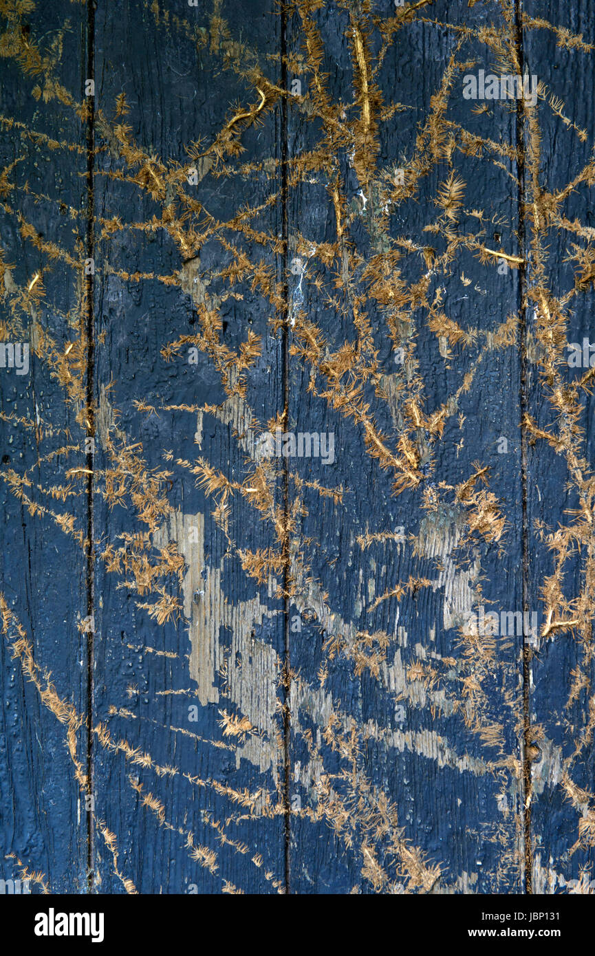 Une vieille porte de grange bleu où le creeper a été partiellement retirée, laissant les patrons de la vrille. Banque D'Images