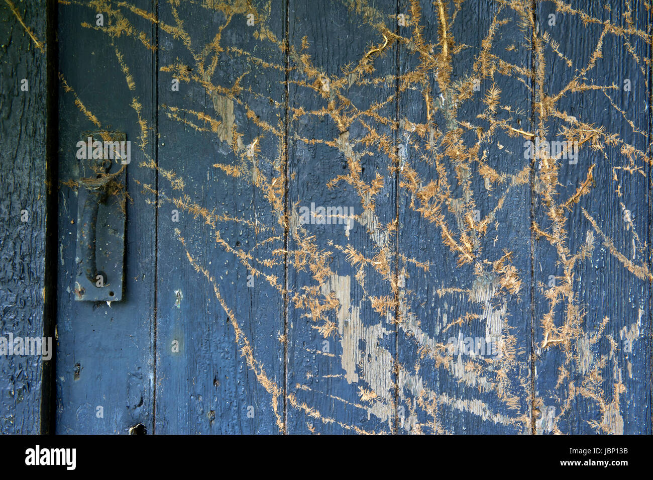 Une vieille porte de grange bleu où le creeper a été partiellement retirée, laissant les patrons de la vrille. Banque D'Images