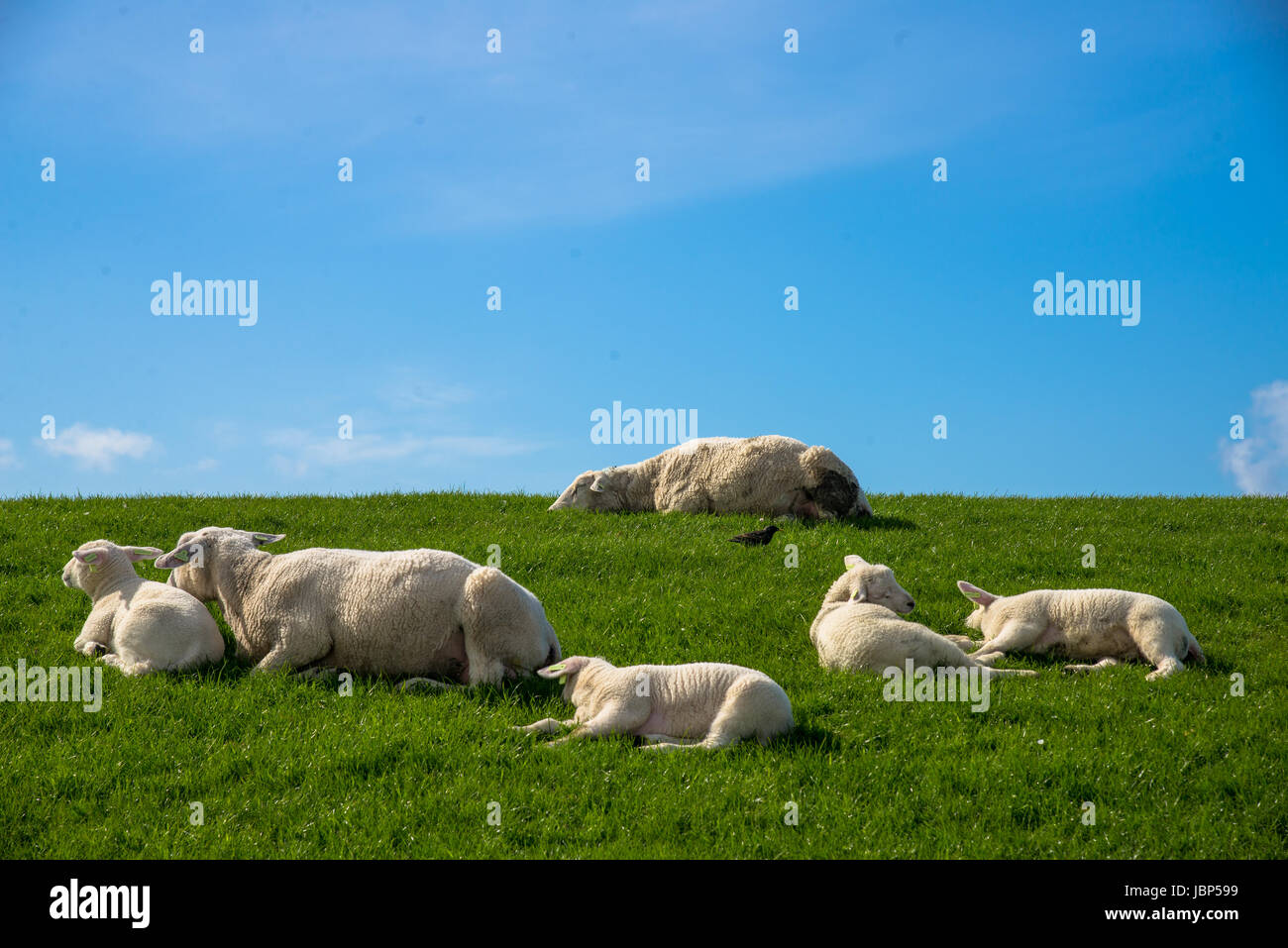 Moutons à digue à Terschelling, Pays-Bas Banque D'Images