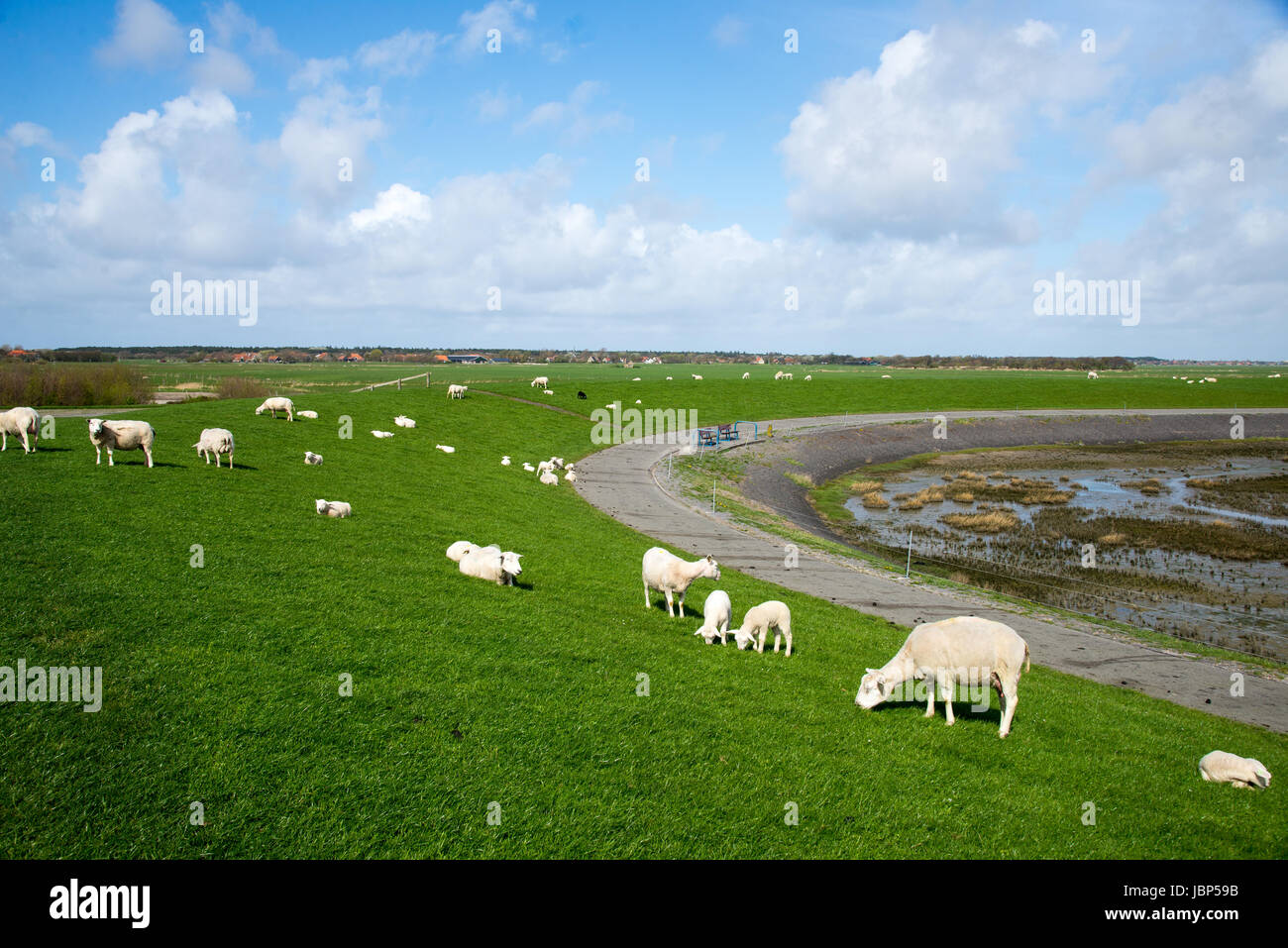 Moutons à digue à Terschelling, Pays-Bas Banque D'Images