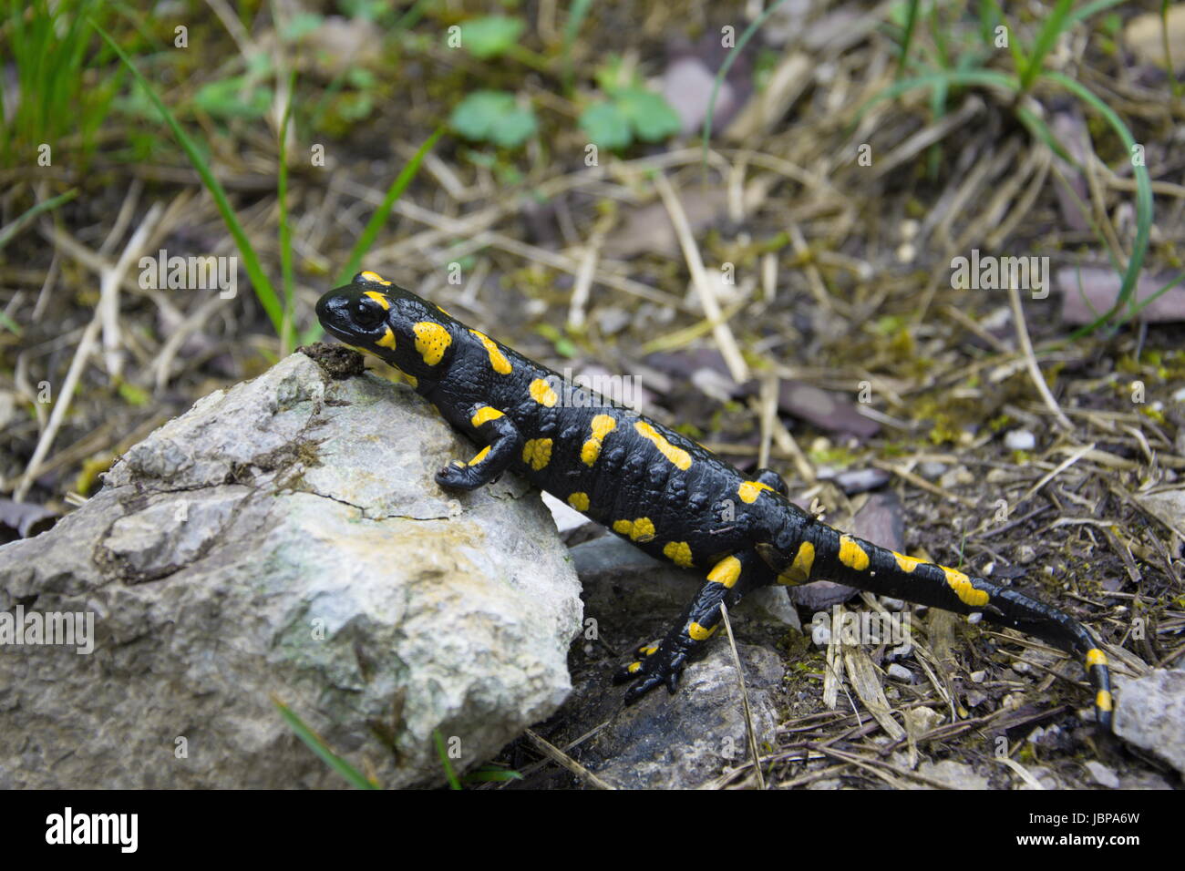 Salamandre Banque D'Images