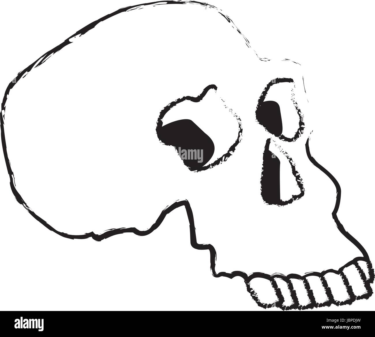 Crâne humain anatomie médecine croquis Image Vectorielle Stock Alamy — free download