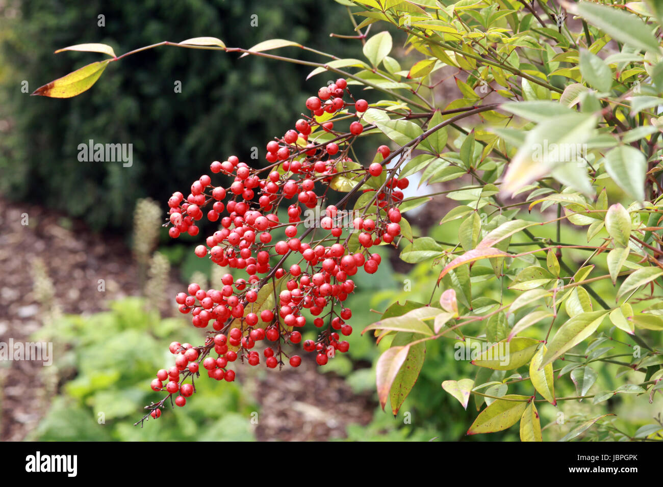 (La Nandina domestica Bambou Heiliger) mit roten Früchten Banque D'Images