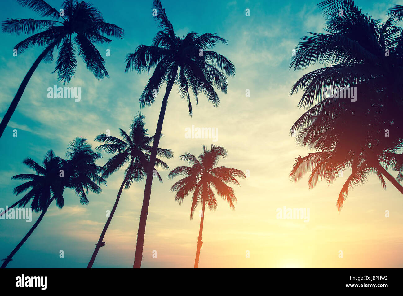 Silhouettes de palmiers tropicaux contre le ciel pendant incroyable coucher du soleil. Banque D'Images