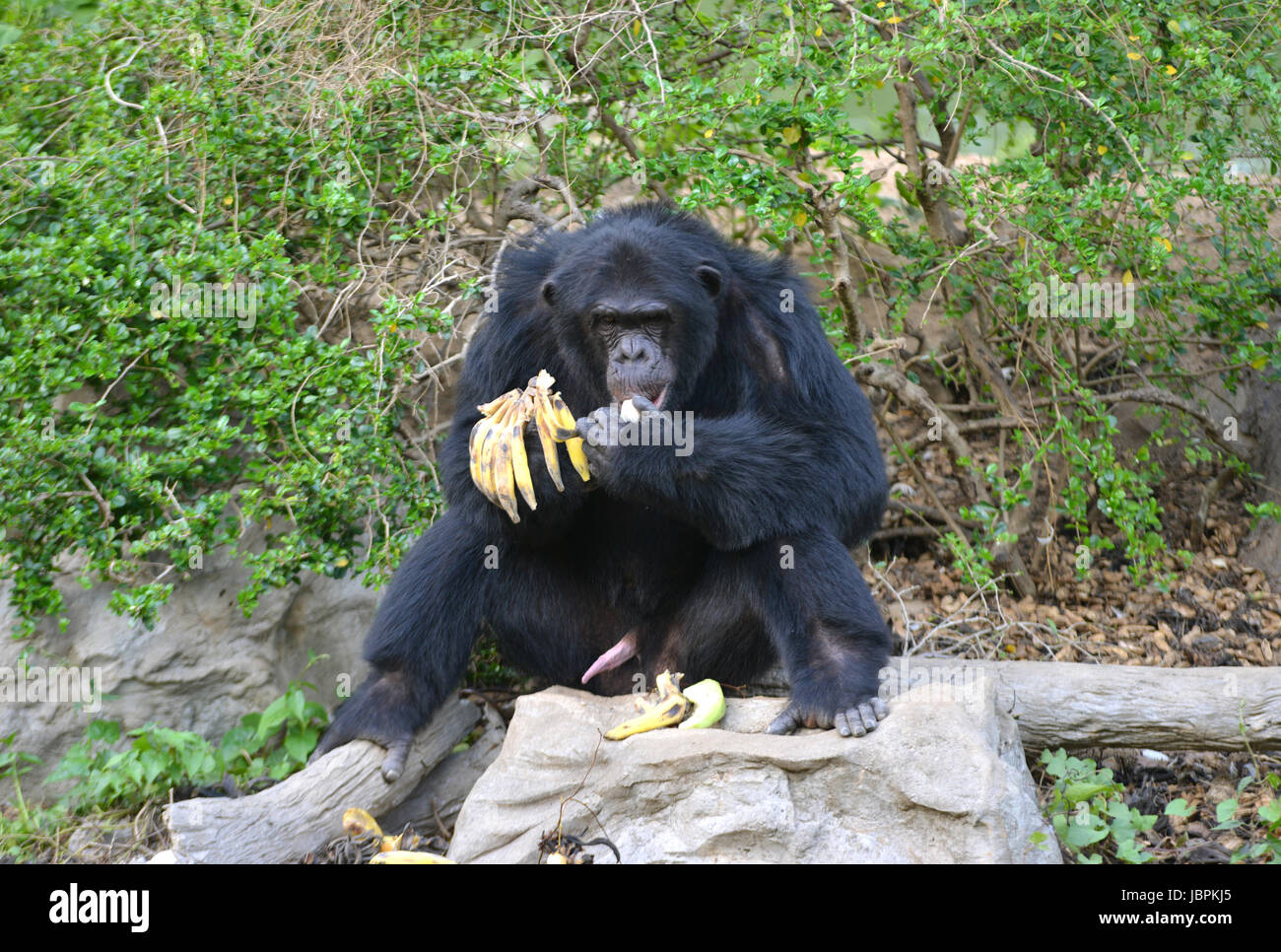 Les chimpanzés du Zoo de banane Banque D'Images