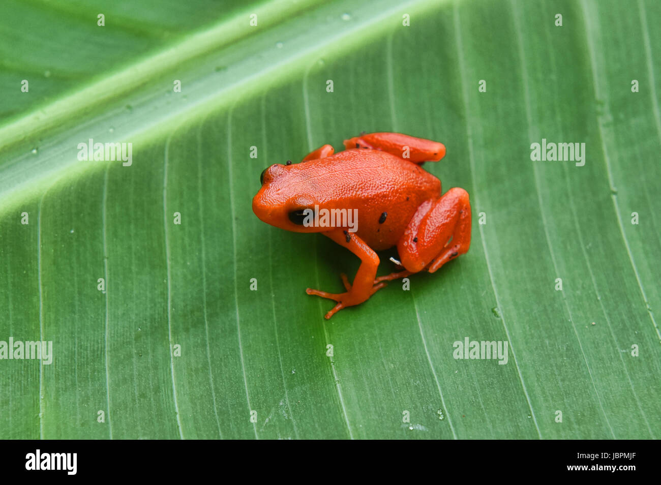 (Mantella aurantiaca Golden mantella grenouille), le Parc National de Kirindy, Madagascar Banque D'Images