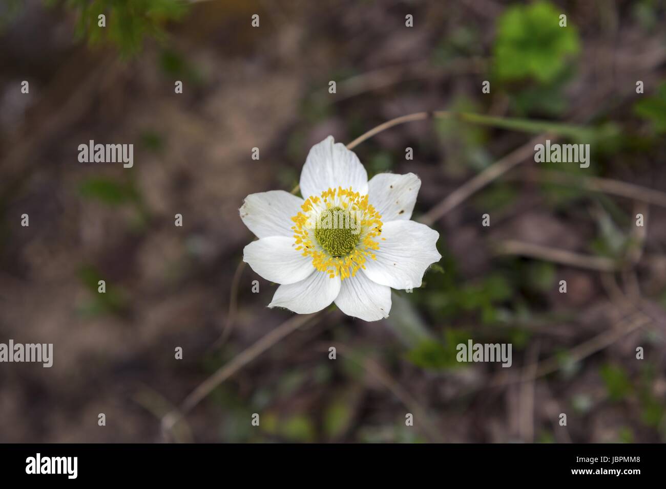 Pulsatilla Alpina Alpine Pasqueflower Fleur (alpin ou Anemone) Banque D'Images
