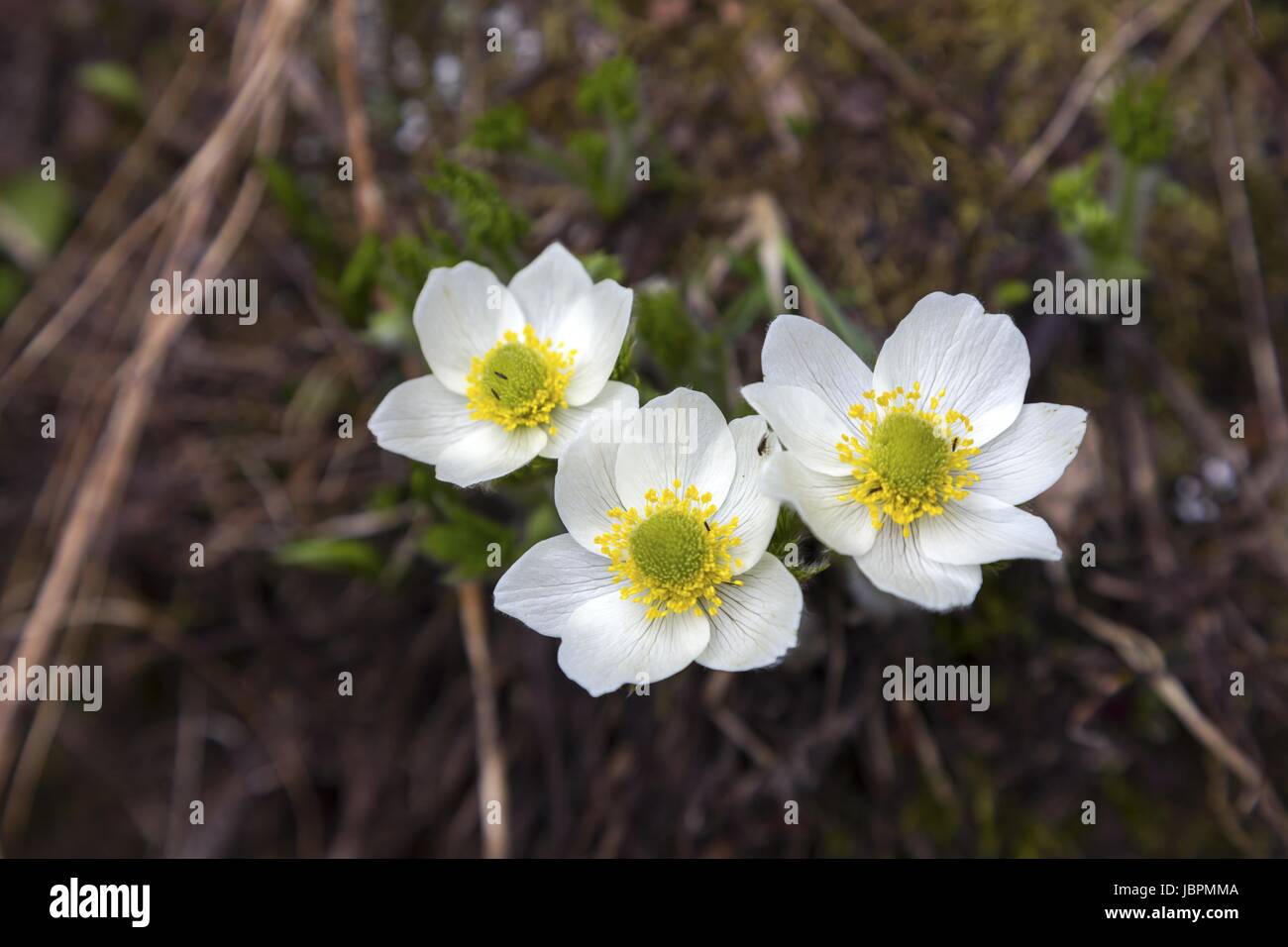Pulsatilla Alpina Alpine Pasqueflower Fleur (alpin ou Anemone) Banque D'Images