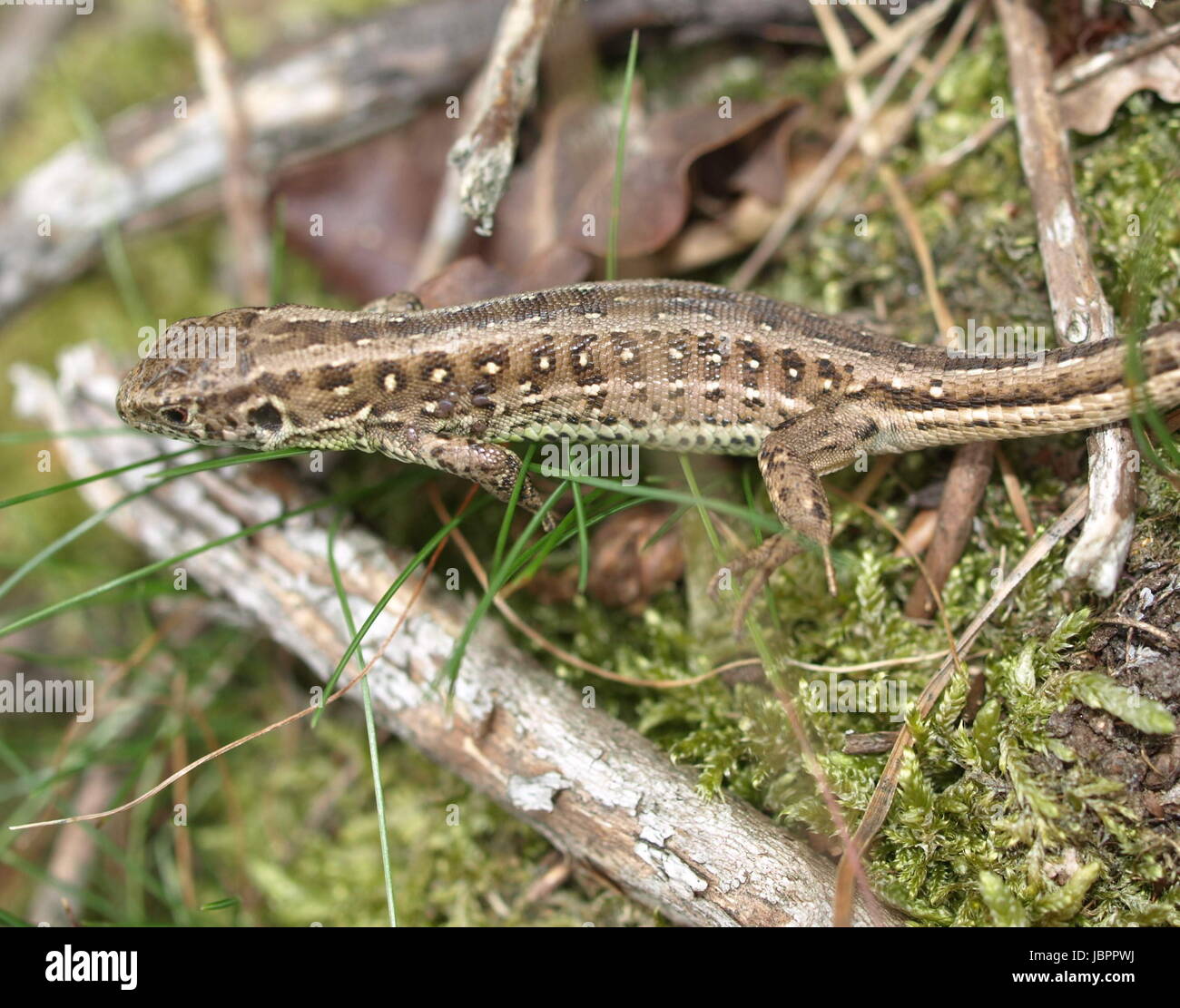 zauneidechse Banque D'Images