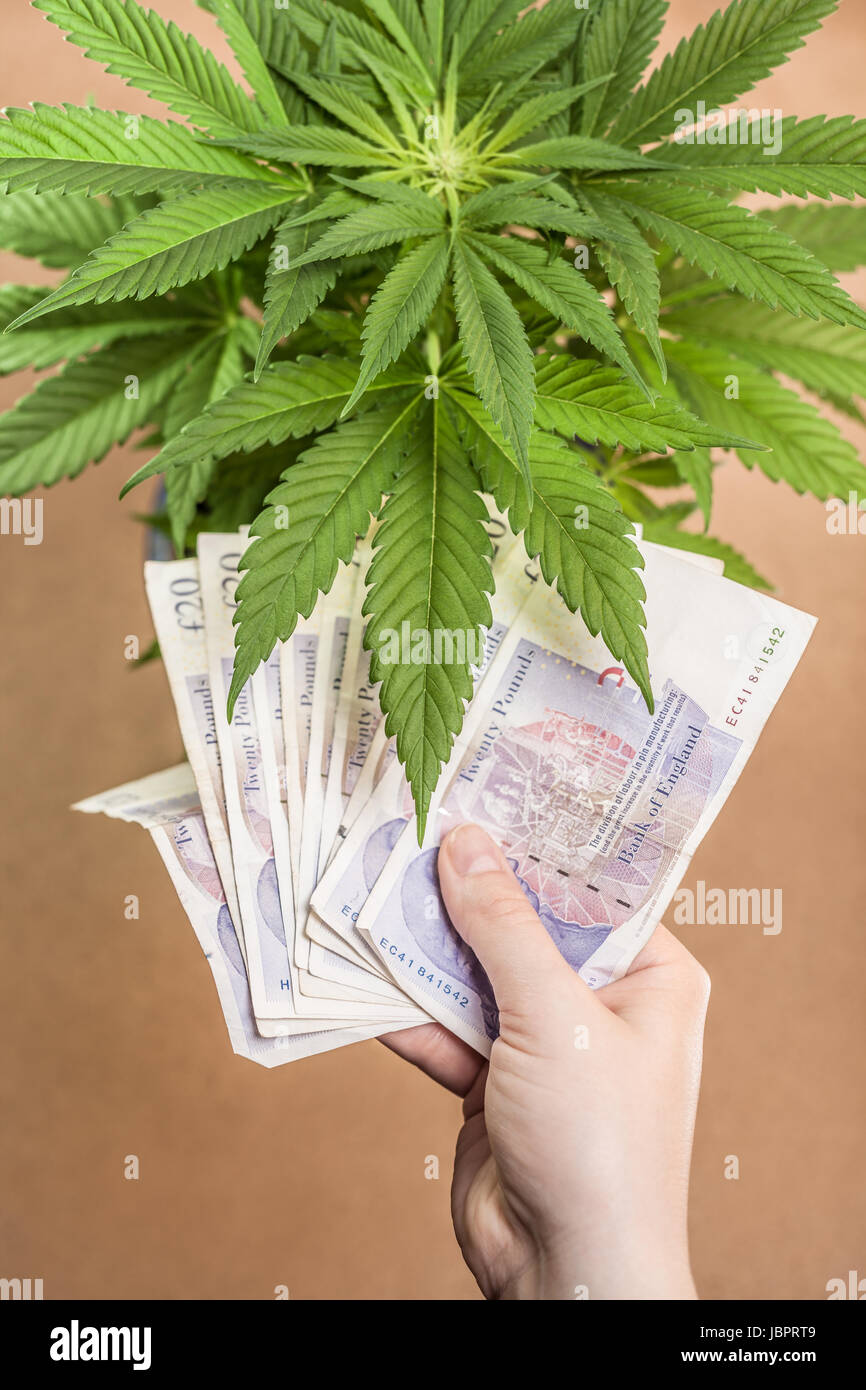 Concept d'affaires de cannabis. Plante de cannabis et la main avec les billets en monnaie britannique. Banque D'Images