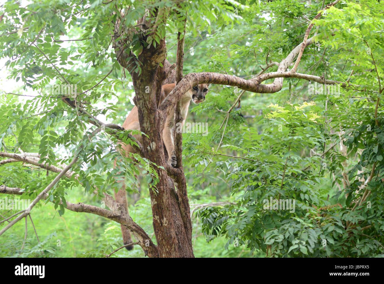 Puma grimpant sur arbre et manger de la viande Photo Stock - Alamy