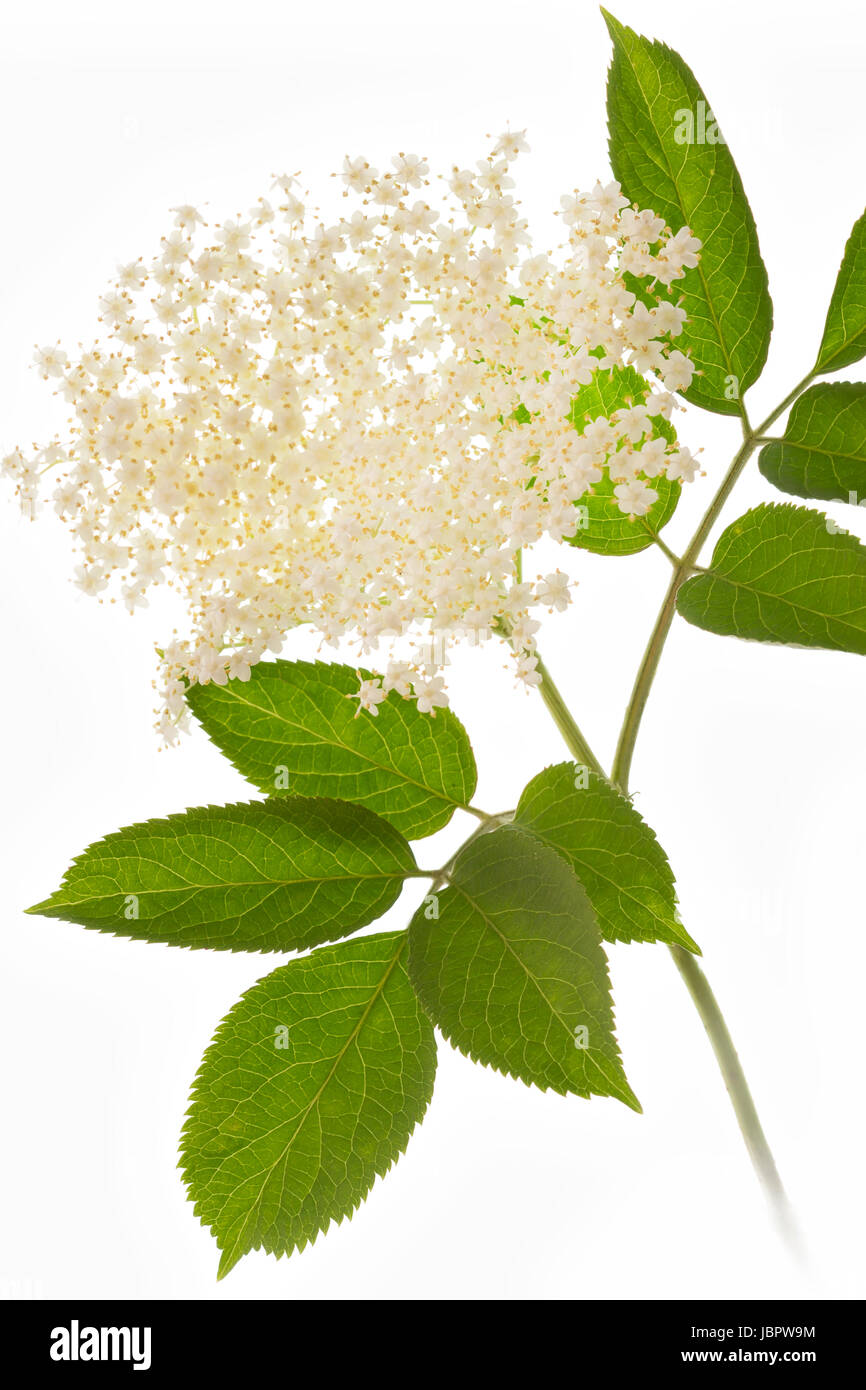Holunderblüten auf weißem Hintergrund Banque D'Images