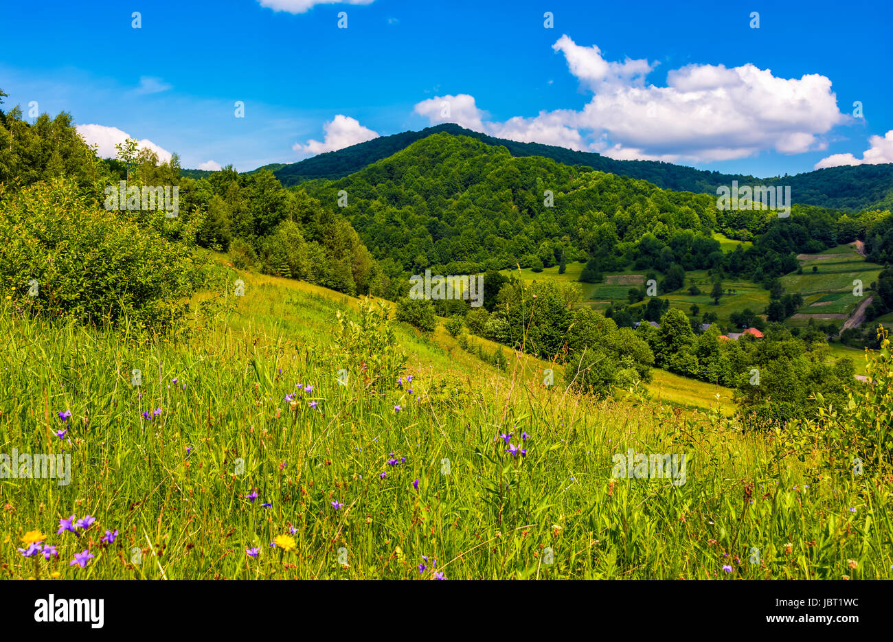 Paysage d'été campagne dans les montagnes. herbacé domaine rural avec des fleurs sauvages près du village sur une colline. beau temps jour avec ciel bleu et som Banque D'Images