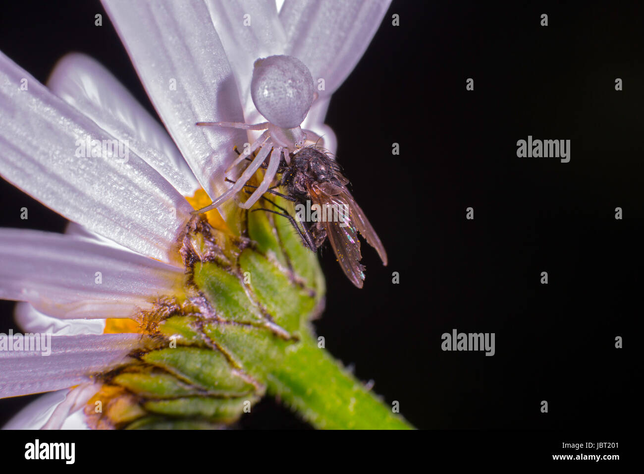 Misumena vatia Banque D'Images